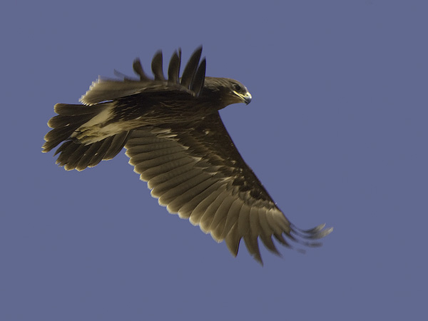 Kiljukotka, Greater Spotted Eagle, Clanga clanga